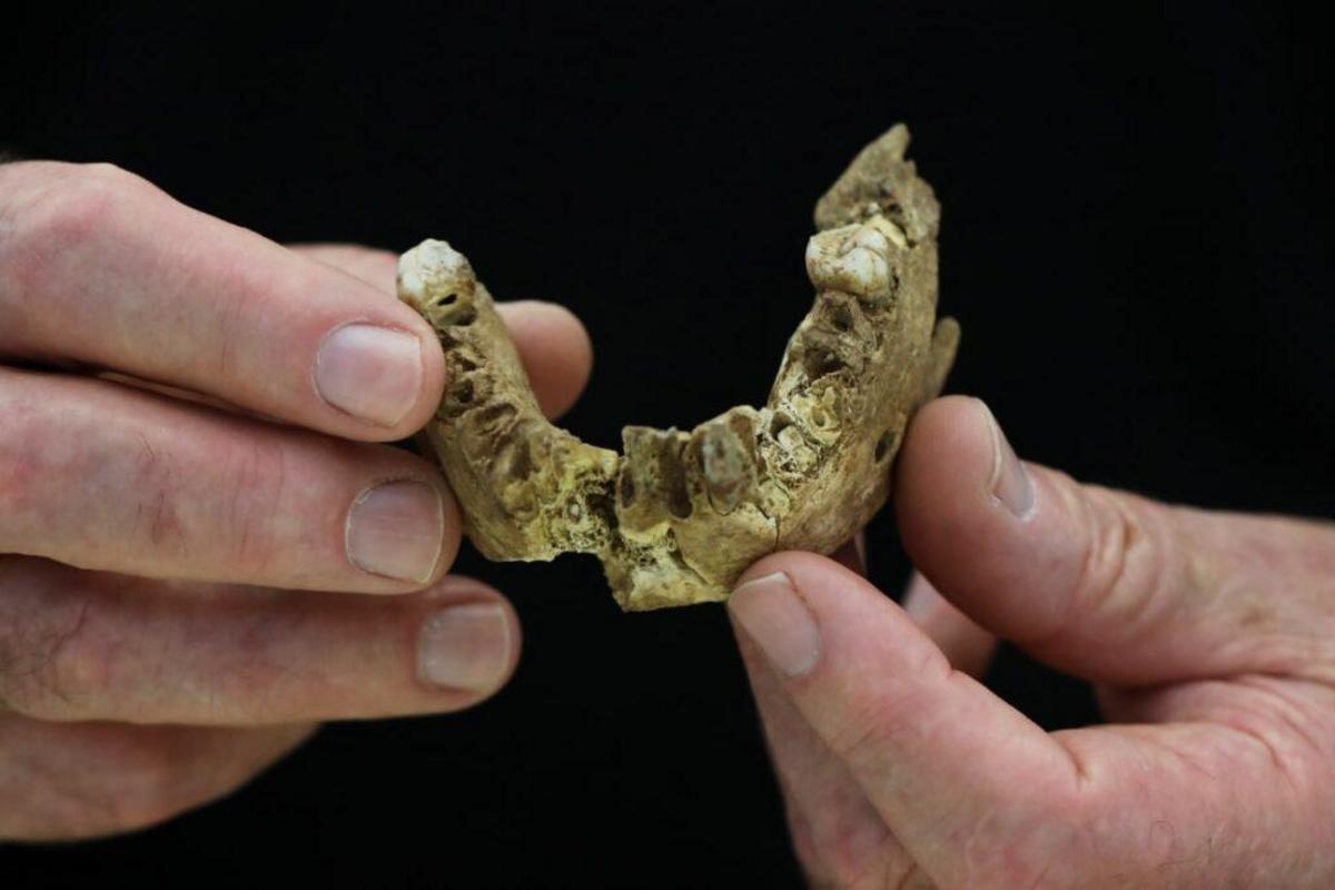 Uno de los elementos centrales del ecosistema del Homo floresiensis era el Stegodon florensis insularis, cuyos dientes fósiles se estudiaron en paralelo