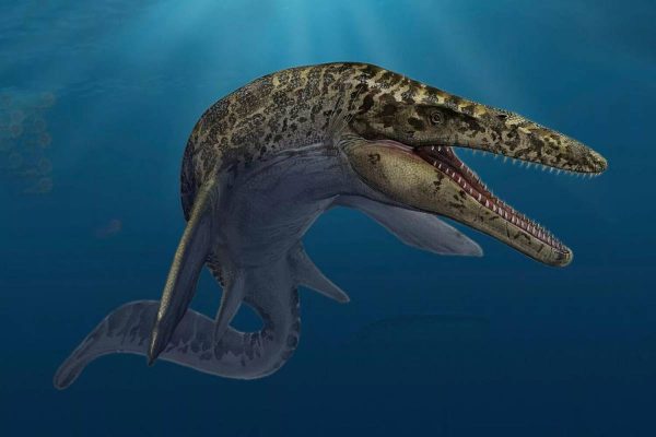 Mosasaurus